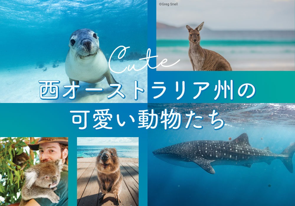 西オーストラリア州で可愛い動物と出会う