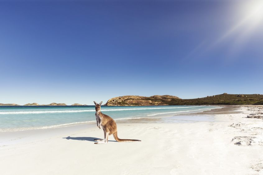 ニンガルーリーフのカンガルー