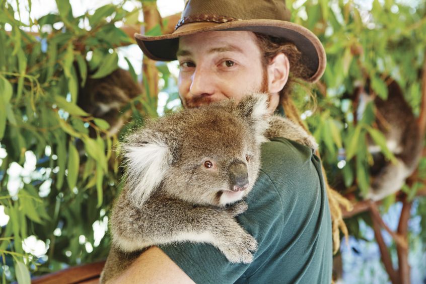 カバシャムワイルドライフパークのコアラ