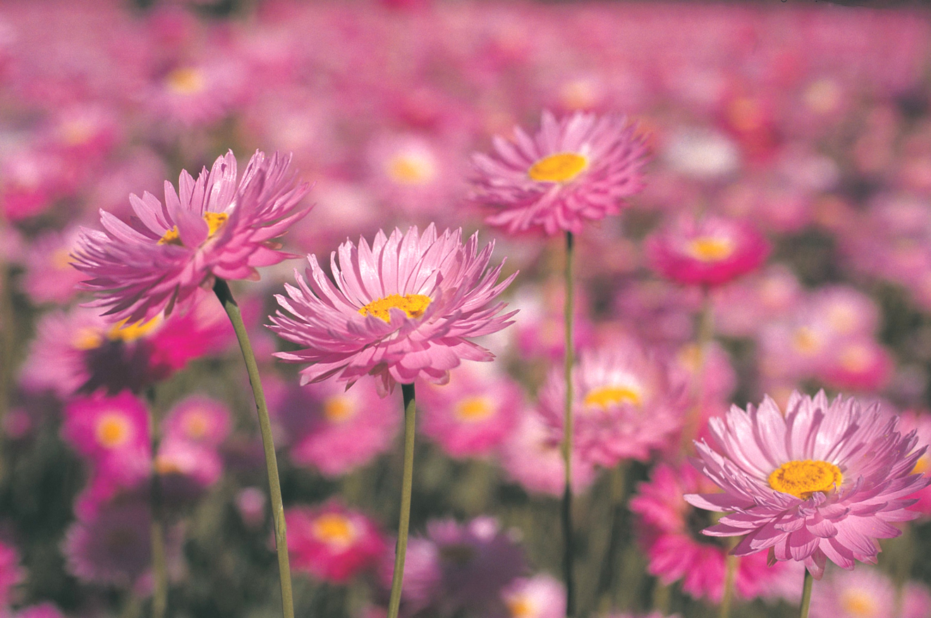 キングスパーク