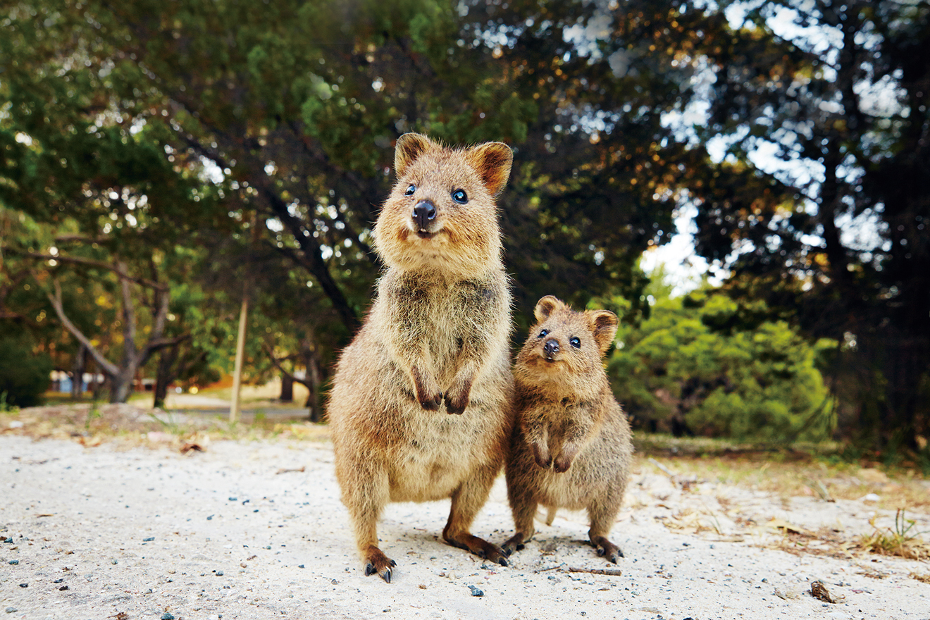 ロットネスト島