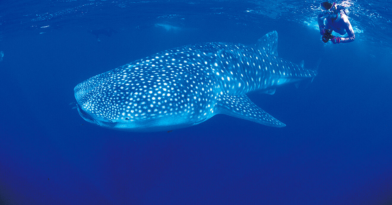 ニンガルーリーフ