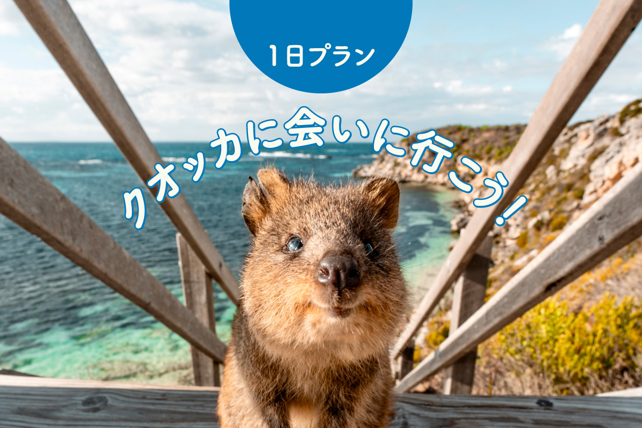 クオッカに会いに行こう！1日プラン
