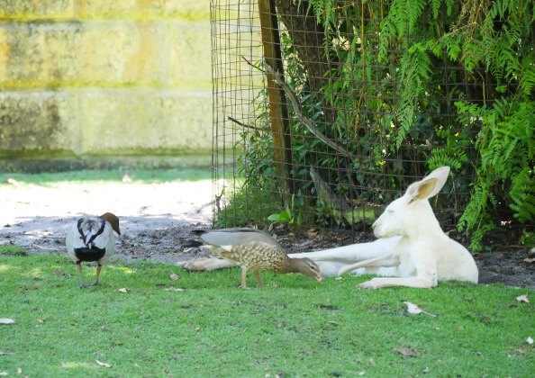 カバシャムワイルドライフパーク