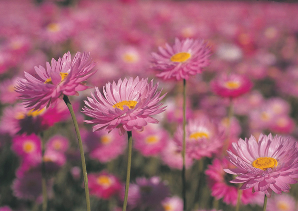 キングスパーク