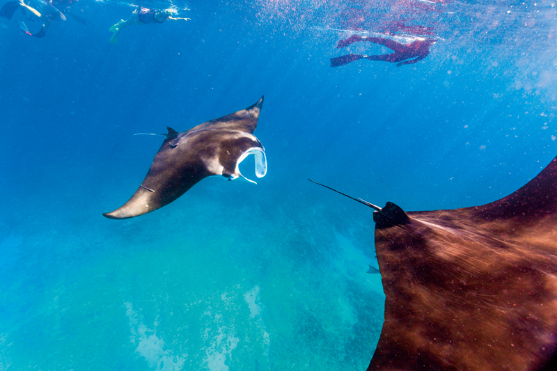 ニンガルーリーフ