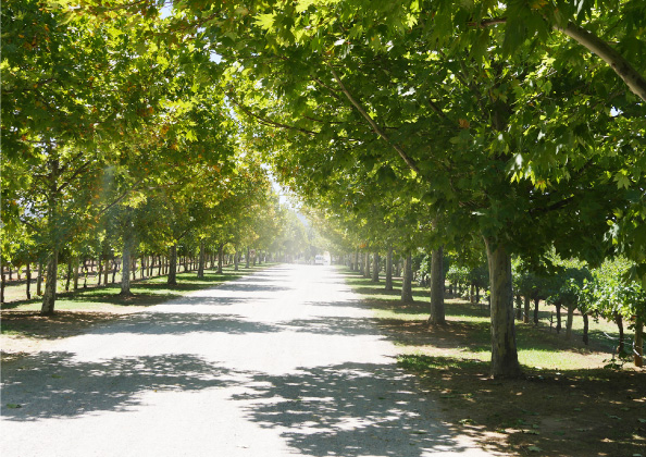 ランカスター・ワインズ